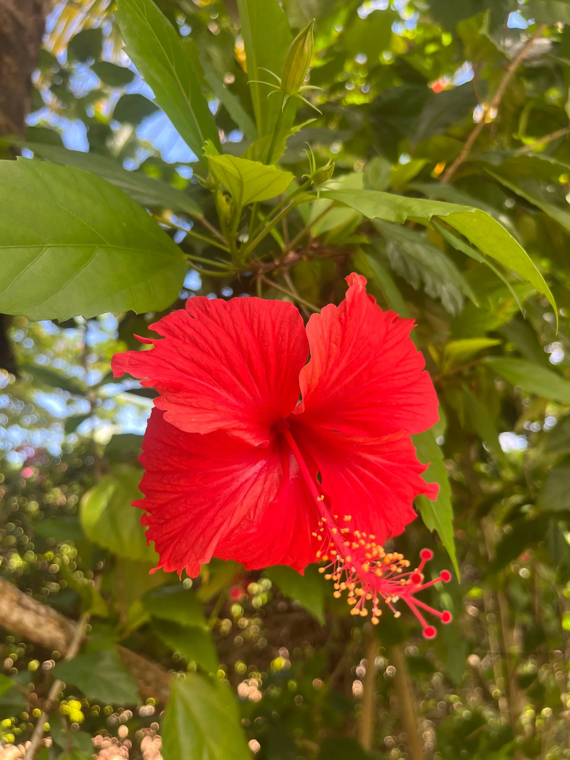 Vibrant red hibiscus flower in bloom among tropical foliage in the Hamia Zanzibar garden