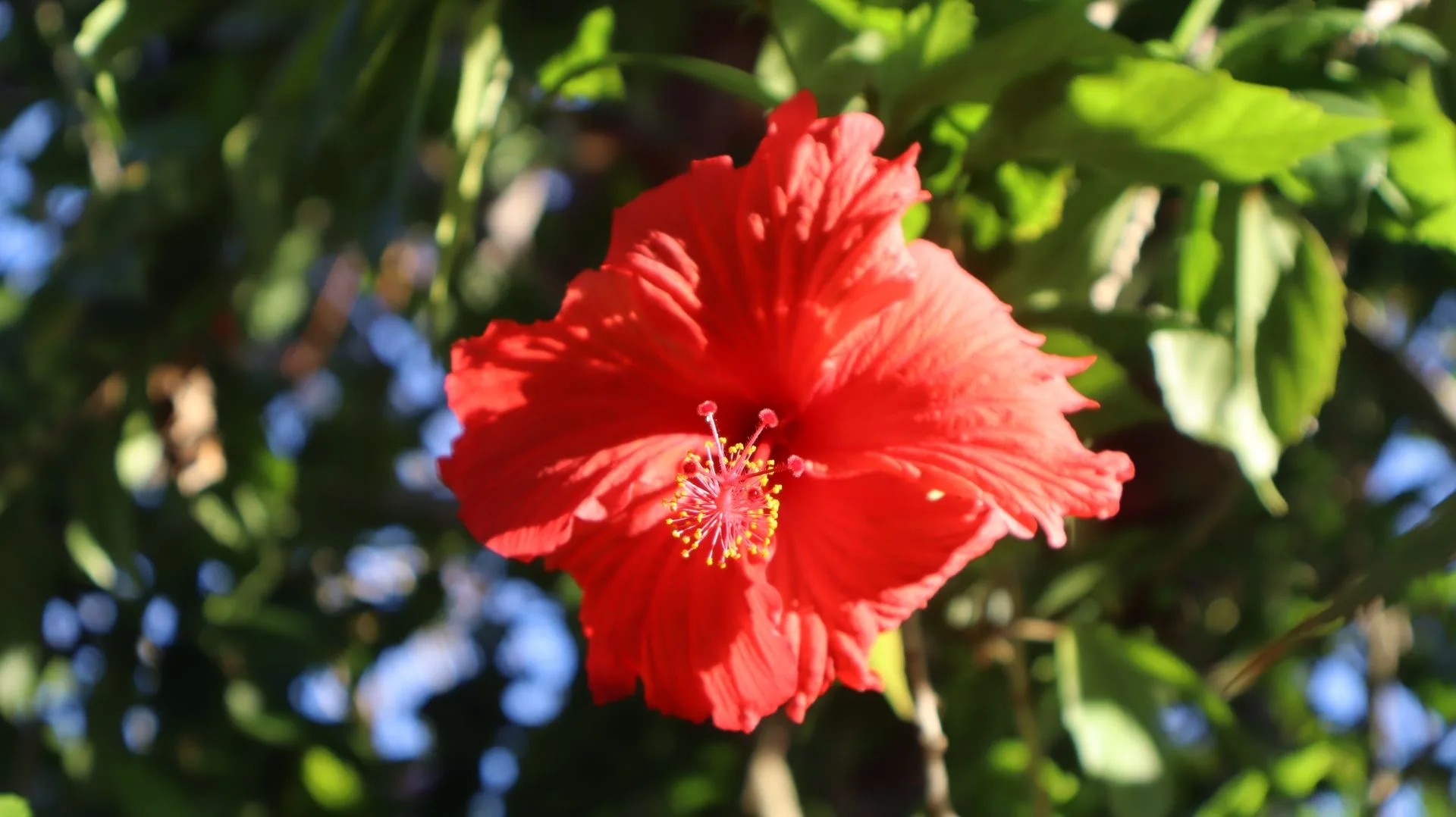 Vibrant red hibiscus flower in full bloom, backlit by sunshine through tropical foliage at Hamia Zanzibar