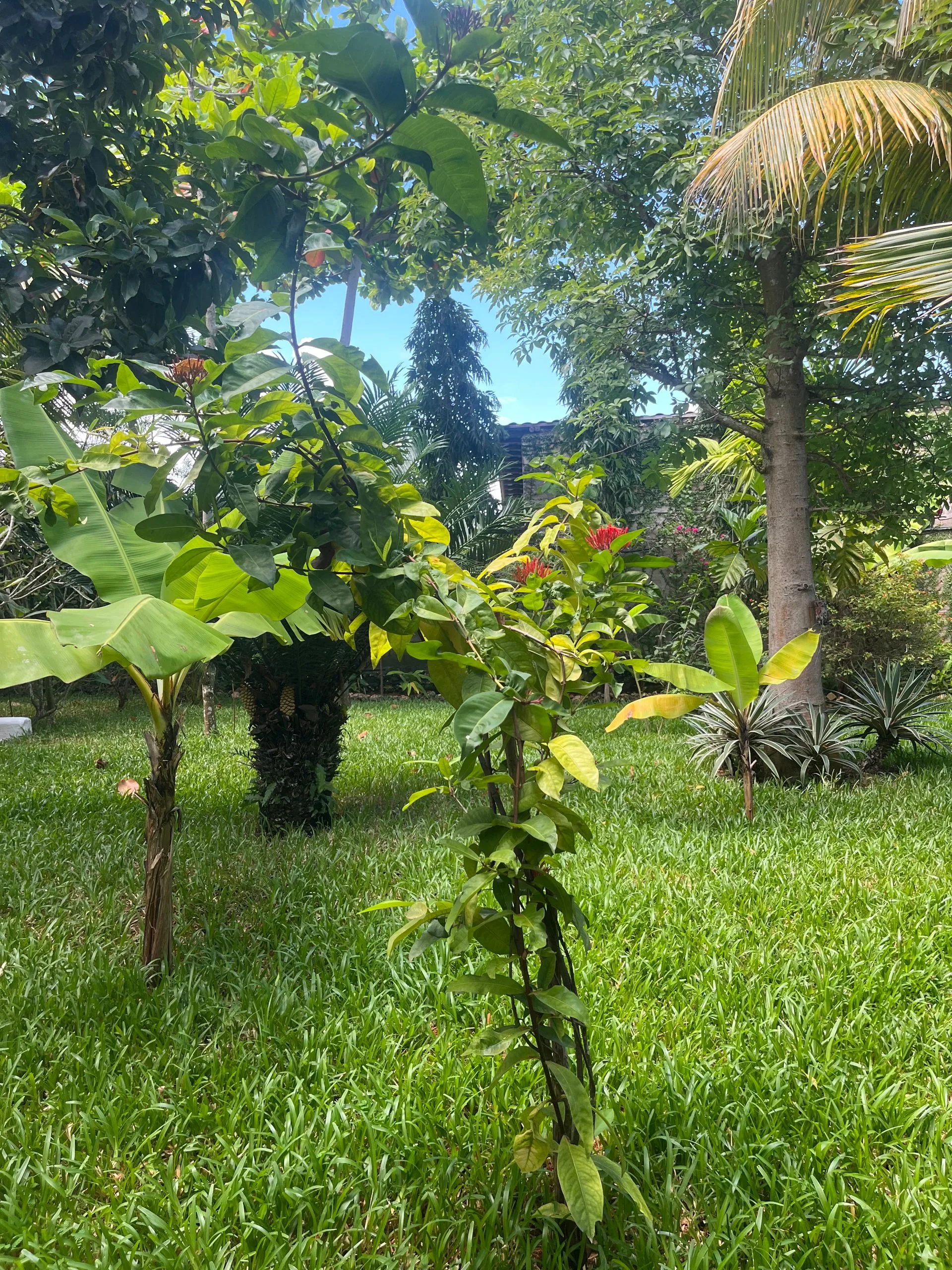 Red ginger lily and banana plants in the tropical gardens at Hamia Zanzibar