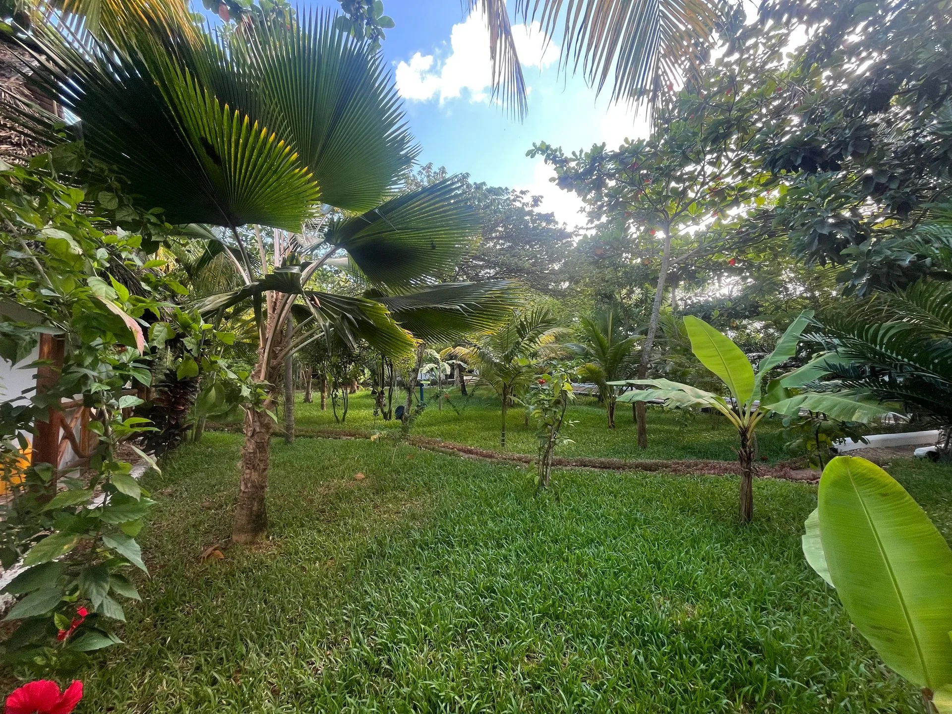Young palm trees and soft green grass in the Hamia Zanzibar tropical garden
